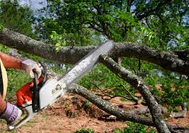 Trusted Laflin, PA  Tree Services Experts